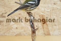 black-throated-green-warbler-e1478530081344