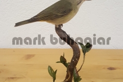 black-whiskered-vireo-e1478530064723