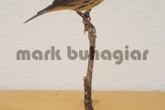 blackburnian-warbler-e1478530046415