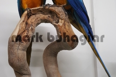 blue-and-yellow-macaw