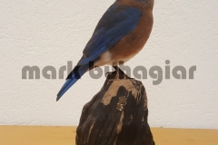 bluebird-e1478530027788