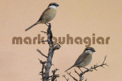 brown-shrike