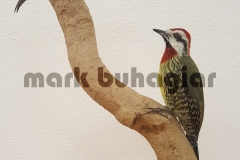 cuban-green-woodpecker-e1478530008606