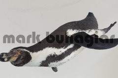 humboldt penguin