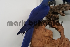 hyacinth-macaw