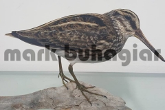 jacksnipe