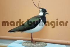 lapwing