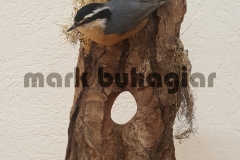 red-breasted-nuthatch-e1478529991611