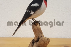 rose-breasted-grosbeak-e1478529974724