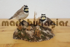 shore-lark-e1478529945579