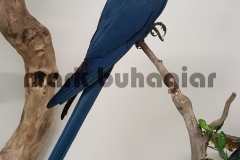 spix-macaw