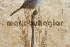 swamp-sparrow-e1478529889902