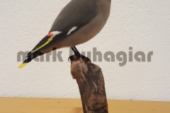 waxwing-e1478529868246