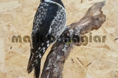 yellow-bellied-sapsucker-e1478529851477