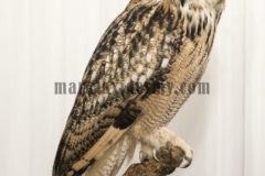 Indian eagle owl