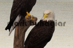 bald-eagles