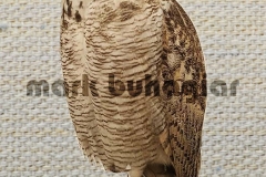 great-horned-owl