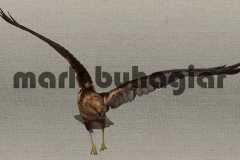 marsh-harrier