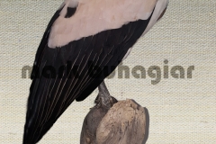 king- vulture