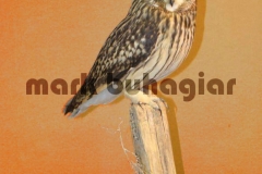 short-eared-owl