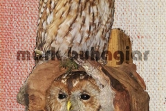 tawny-owl