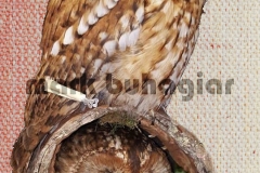 tawny-owl