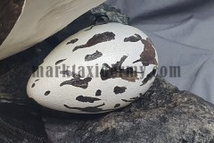 Great Auk Egg