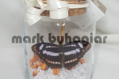 butterfly in small jar souvenir