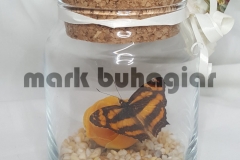 butterfly in small jar souvenir