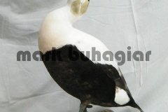 european-eider