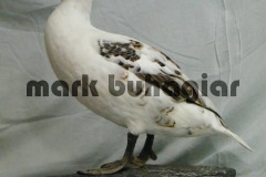 faroe eider-fem-partial-albino