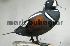 harlequin-duck