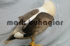 king-eider-leucistic